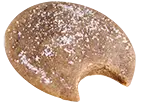 Snickerdoodle cookie bite icon